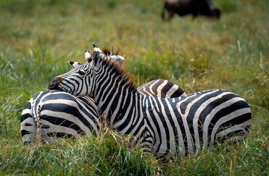 Ein prachtvolles Zebra legt seinen Kopf auf dem R&uuml;cken von einem anderen Zebra ab, beide stehen im hohen Gras mitten im Ngorongoro Krater, dem bekannten Vulkankrater mitten in Tansania