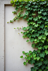 Ivy climbing a concrete wall in an urban setting, nature reclaiming space