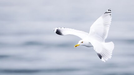 Fototapeta premium A seagull soaring above the ocean. A beautiful white seagull with outstretched wings glides effortlessly through the sky, against a soft, hazy backdrop of light grey ocean waves