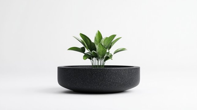 A dark gray, wide bowl holds a small green plant. The image is simple, with a white background. The lighting is even and soft. The style is minimalist and clean. The overall mood is calm and seren