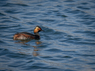 Black Necked Grebe Summer Plumage