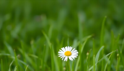 Fototapeta premium single daisy sitting in the middle of a field of grass