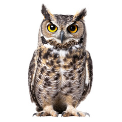 Naklejka premium Wide-Eyed Owl on transparent background