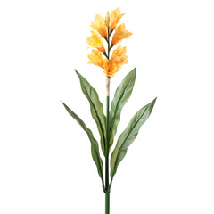 Golden Yellow Daffodil with Trumpet Shaped Petals Isolated on Transparent Background