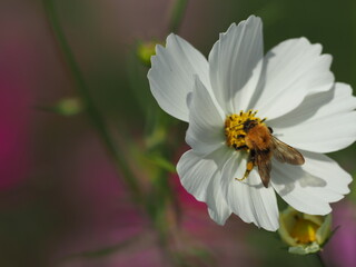 白いコスモスとミツバチ