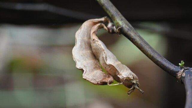 Dry Lablab purpureus pods. It&nbsp;is a species of&nbsp;bean&nbsp;in the family&nbsp;Fabaceae. Its other names lablab bean,&nbsp;bonavist bean pea,&nbsp;dolichos bean,&nbsp;seim,&nbsp;lablab,&nbsp;Egyptian kidney bean,&nbsp;Indian bean.