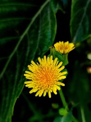 Taraxacum officinale in Brilliant Yellow Bloom
Close View of a Taraxacum Flower, Possibly platycarpum