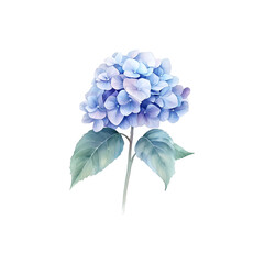Blue hydrangea watercolor illustration with soft, delicate petals.