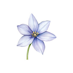 Ipheion watercolor illustration with soft, delicate petals.