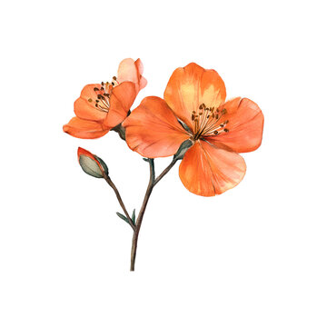 urena watercolor illustration with delicate petals and details.
