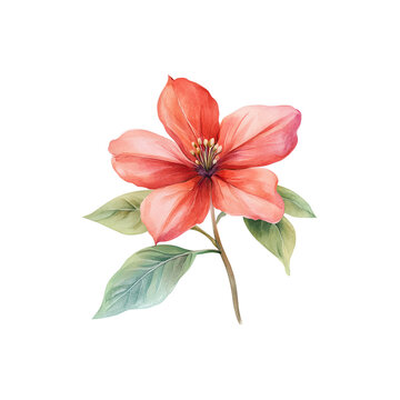 urena watercolor illustration with delicate petals and details.