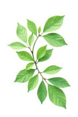Naklejka premium Delicate branch with leaves isolated on white background, botanical, greenery, foliage