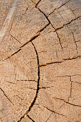 Fototapeta premium High-quality image of tree structure, perfect for use in retouching and digital manipuliation. Image shocases detailed textures of tree bark. Pefect for use as background, overlay or texture layer. 