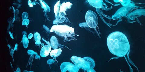 クラゲ © 将幸 河本