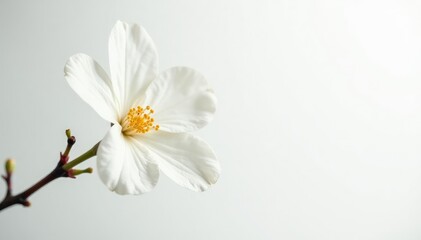 Obraz premium Delicate white blossom against pure white backdrop, gentle, minimal, clean