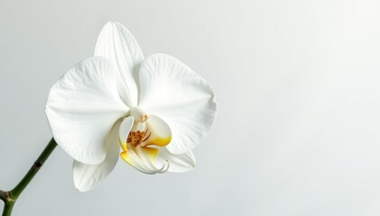 Delicate white orchid blossom against pure white backdrop, aesthetic, bright, nature