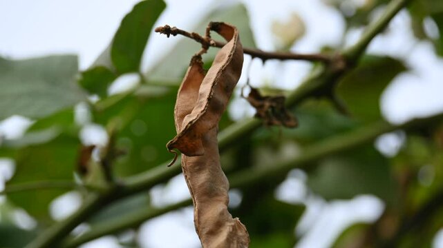 Dry Lablab purpureus pods. It&nbsp;is a species of&nbsp;bean&nbsp;in the family&nbsp;Fabaceae. Its other names lablab bean,&nbsp;bonavist bean pea,&nbsp;dolichos bean,&nbsp;seim,&nbsp;lablab,&nbsp;Egyptian kidney bean,&nbsp;Indian bean.