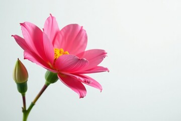 Fototapeta premium elegant flower in full bloom against crisp white background, white, background