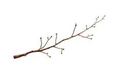 Fototapeta premium Brown isolated tree branch on white background, wood, single