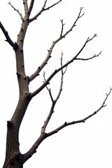 Obraz premium Fissured branches against a stark white backdrop, isolated, branches