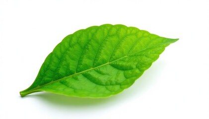 Fototapeta premium Fresh green leaf isolated on white background, nature, plant