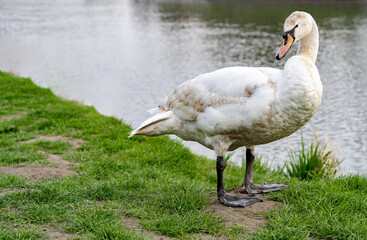 Wild white swan stands on the river bank. White bird stands on the bank of a reservoir.