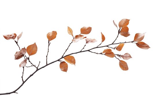 Copper Beech Branch with Brown Leaves Isolated on White Background, Botanical Detail