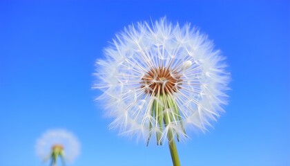 Obraz premium dandelion with a blue sky in the background