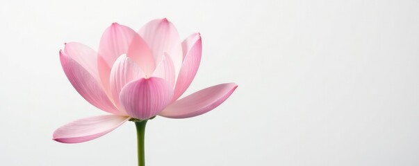 Fototapeta premium Delicate flower with intricate petals on white background, simple, floral, blossom