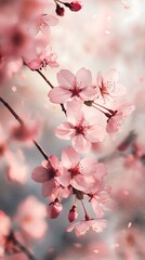 Fototapeta premium Cherry Blossom Delicate Pink Petals: Botanical Photography of Springtime Elegance and Floral Beauty