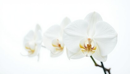 Delicate white orchid blossom against pure white backdrop, soft, art, gentle