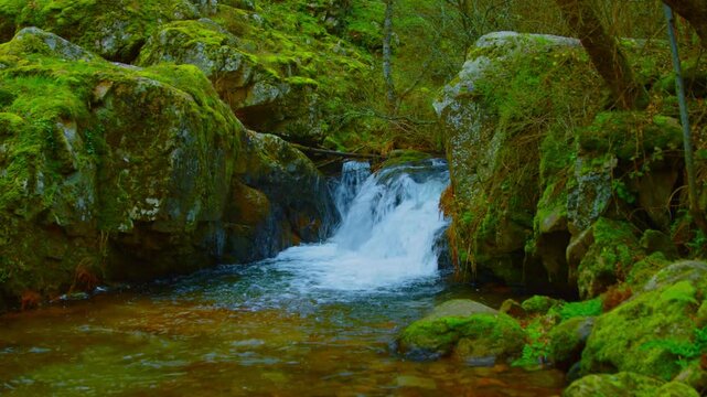 Paisaje Natural en 4K: R&iacute;o y &Aacute;rboles Verdes &ndash; Video Profesional para Proyectos Creativos