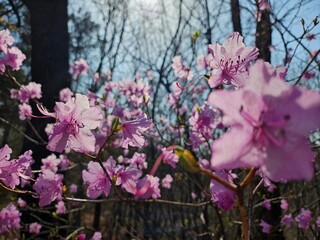 full blooming bright pink azalea flower and blue sky
