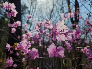 pink wildflowers in the forest that shine from behind