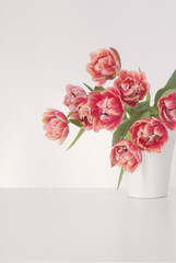 beautiful tulips in vase in white interior