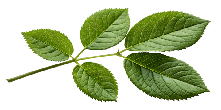 Green Rose Leaf Isolated - Natural Botanical Plant Foliage