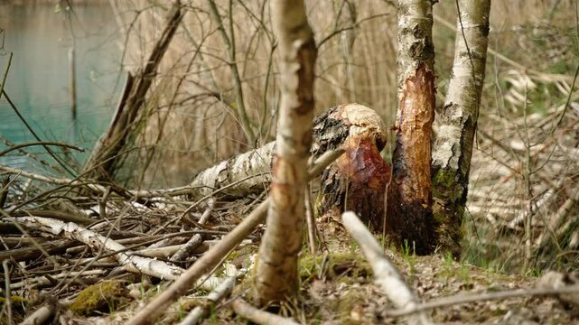 Birch Trees Gnawed and Felled by Beaver on Lake Shore in Bavaria Germany
