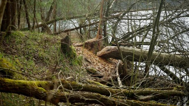 Large Tree Felled by Beaver with Fresh Woodchips on Forest Floor in Bavaria Germany