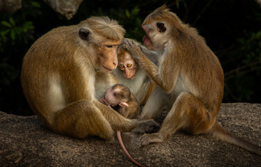 Fototapeta premium The look 