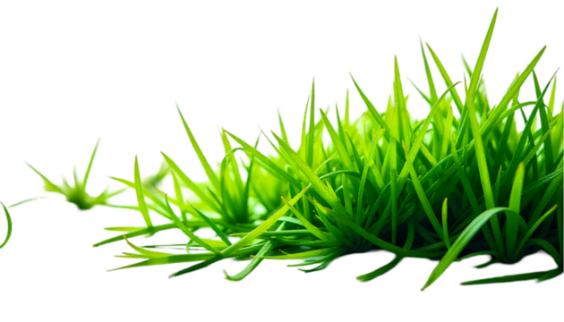 green grass field isolated on white background