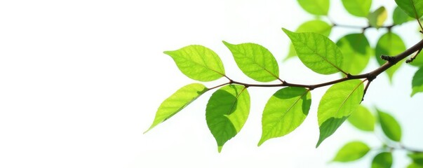 Fototapeta premium Isolated branch with leaves on white background, tree details, isolated, size