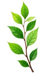 Obraz premium Isolated branches with leaves on white background, white, leaf
