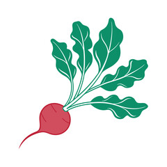 Radish isolated on a white background