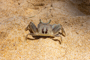 crab on the beach