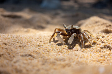 crab on the beach