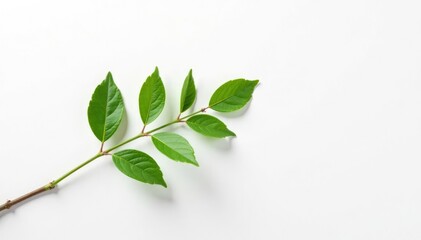 Fototapeta premium Single branch stretching across a large white canvas, leaf, foliage