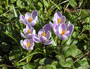 Violet mauve, striped Crocus vernus (spring crocus, giant crocus) in early spring. Sunny day