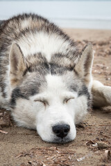 Sleeping Siberian husky outdoor. Beautiful husky dog sleeping on the ground