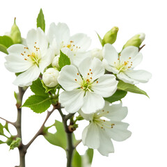 Fototapeta premium White_Flowers_on_Branch_Springtime_Bloom