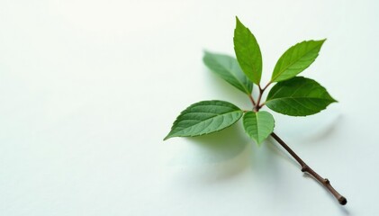 Obraz premium Single branch on white surface with delicate texture, nature, branch, tree